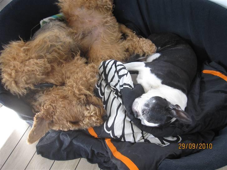 Airedale terrier Spicaway unbraced (Argo) - Jeg sover sammen med Simba. billede 4