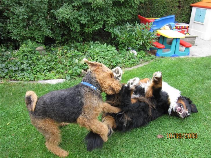 Airedale terrier Spicaway unbraced (Argo) - Jeg leger med Buster. billede 5