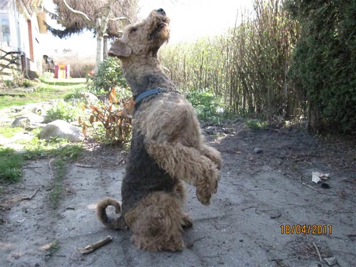 Airedale terrier Spicaway unbraced (Argo) - Se så fint jeg sidder. billede 6