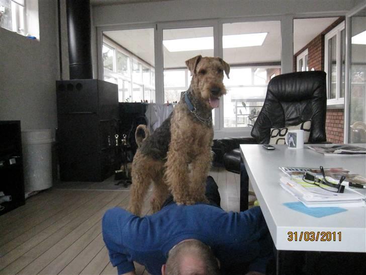 Airedale terrier Spicaway unbraced (Argo) - Argo hjælper sin far med rygbøjninger. billede 7