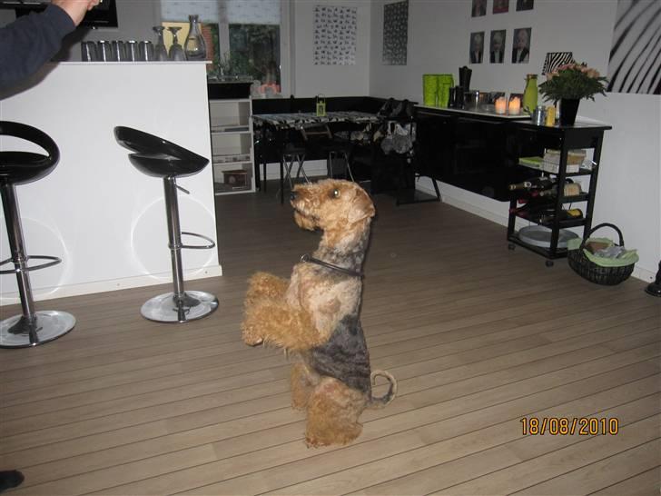 Airedale terrier Spicaway unbraced (Argo) - Jeg gør alt for en godbid. billede 8