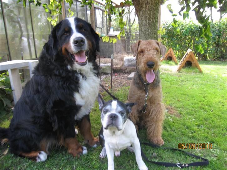 Airedale terrier Spicaway unbraced (Argo) - Her sidder jeg med min familie,Buster og Simba. Simba er desværre kommet op i himlen,han blev 13½ år,og vi savner ham meget. billede 9