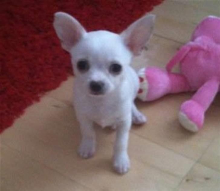 Chihuahua Arne Larsen:) - Arne som hvalp:) billede 9