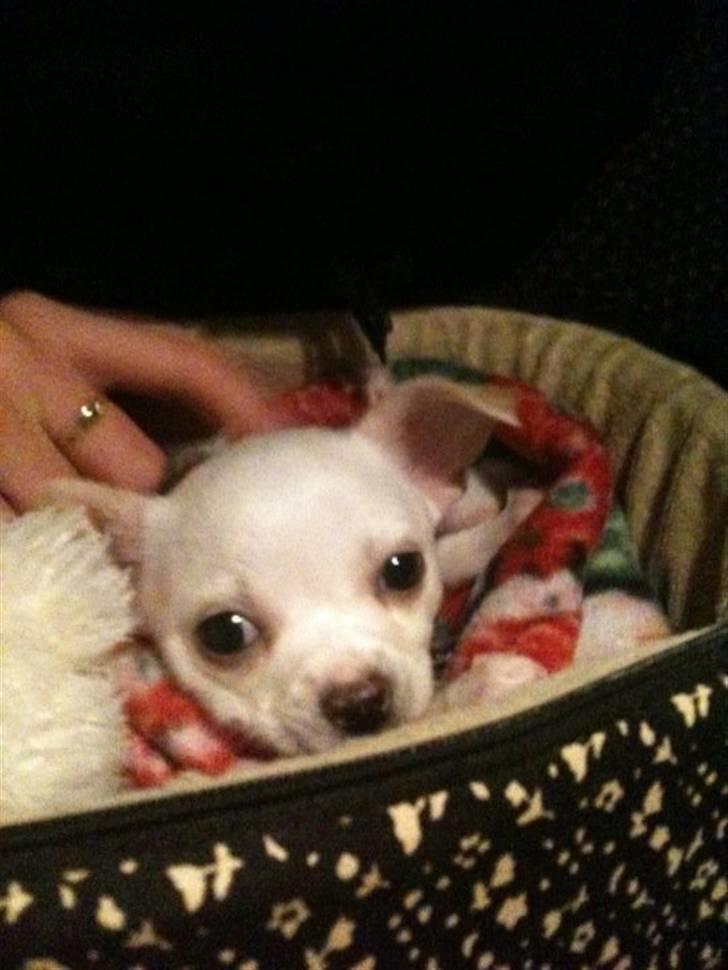 Chihuahua Arne Larsen:) - På vej hjem :) dagen vi hentede ham:) billede 2