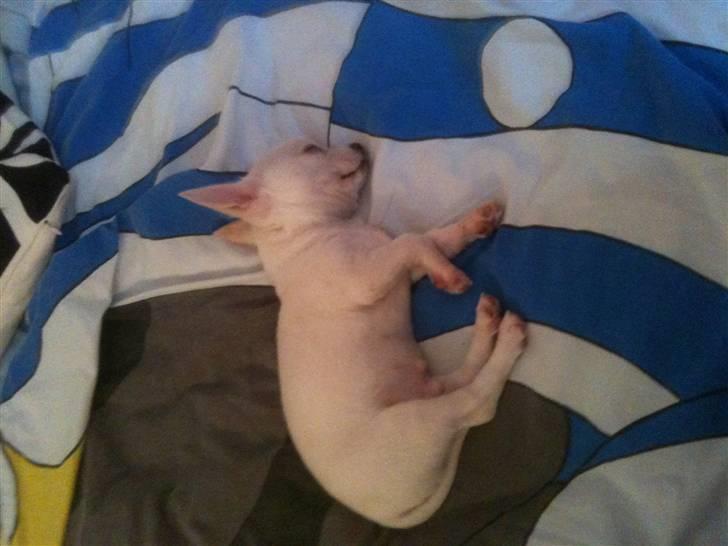 Chihuahua Arne Larsen:) - Gået kold:) billede 4