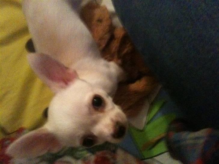 Chihuahua Arne Larsen:) billede 5