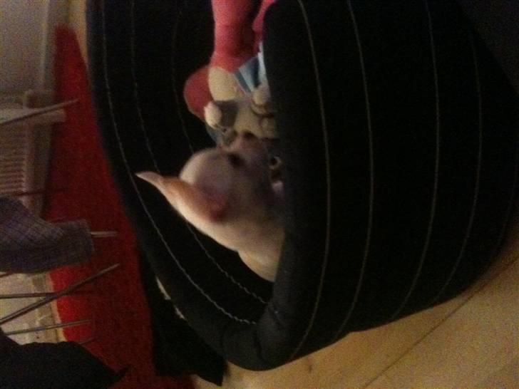 Chihuahua Arne Larsen:) billede 6