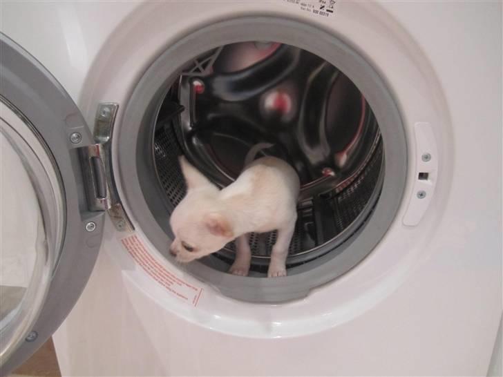 Chihuahua Arne Larsen:) - Arne i vaskmaskinen:) billede 8