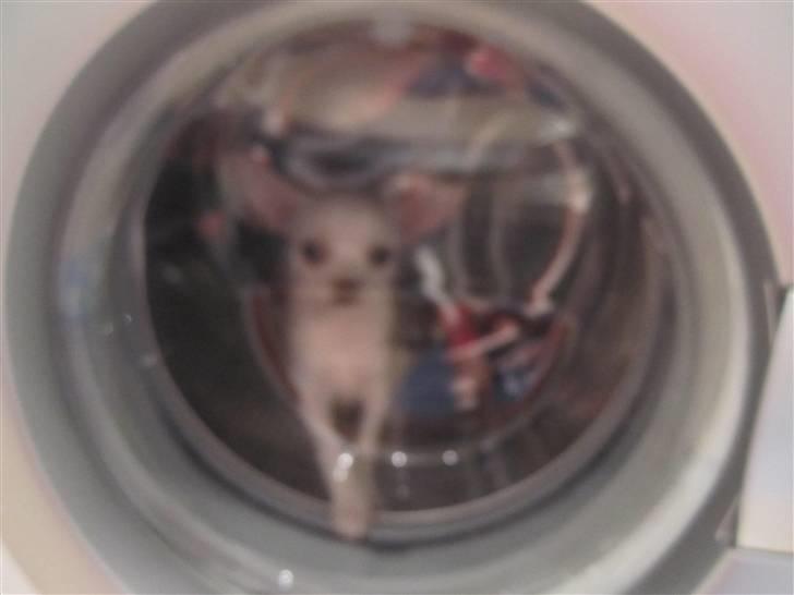 Chihuahua Arne Larsen:) - Arne i vaskmaskinen:) billede 10