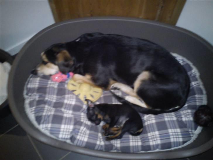 Griffon petit brabancon Diesel - Det er så dejligt at ligge i storebrors kurv. billede 11