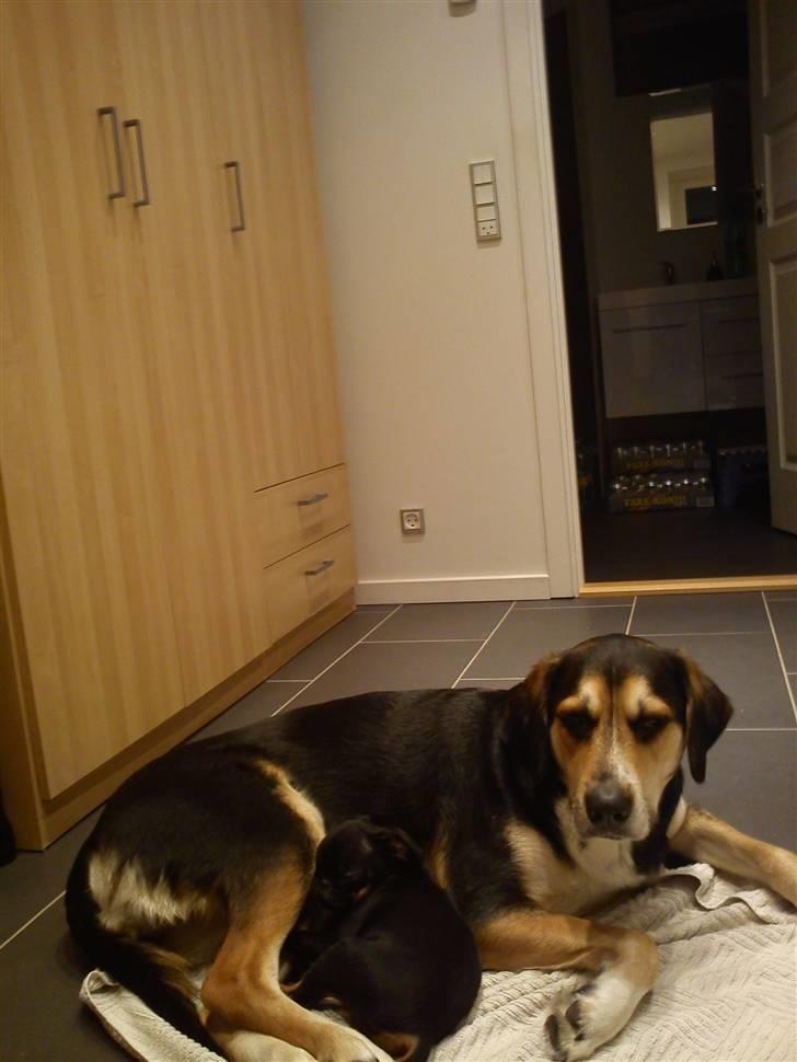 Griffon petit brabancon Diesel - Dejligt at sove os storebror. billede 12