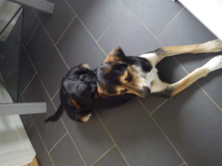 Griffon petit brabancon Diesel - hehe jeg ligge på ryggen af storebror, der kan man godt sove. :-) billede 13