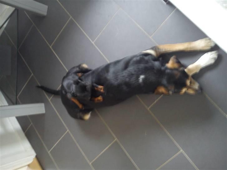 Griffon petit brabancon Diesel - så sover vi.. :-) billede 14