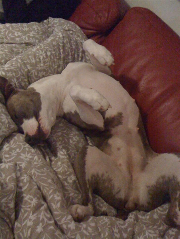 Amerikansk staffordshire terrier Monique billede 12