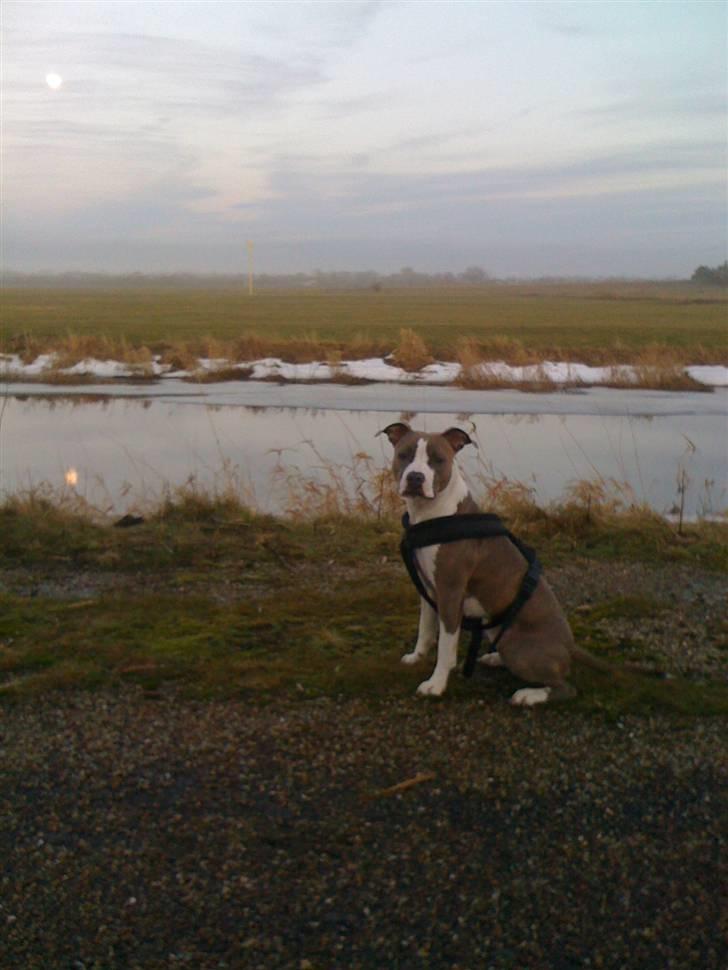 Amerikansk staffordshire terrier Monique billede 13