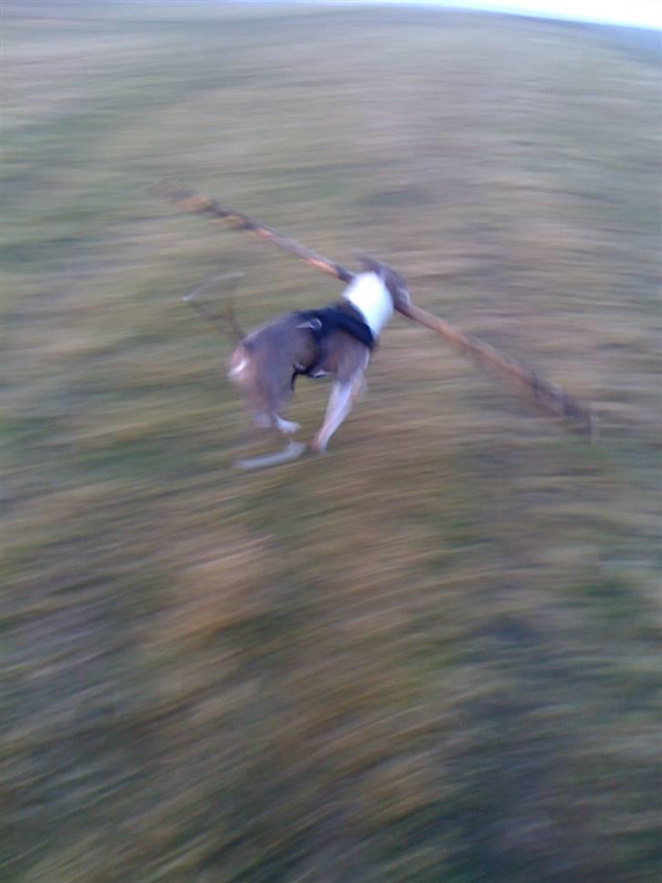 Amerikansk staffordshire terrier Monique billede 14