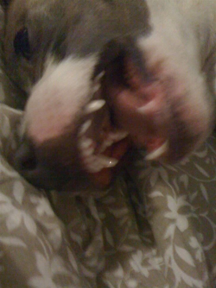 Amerikansk staffordshire terrier Monique billede 15