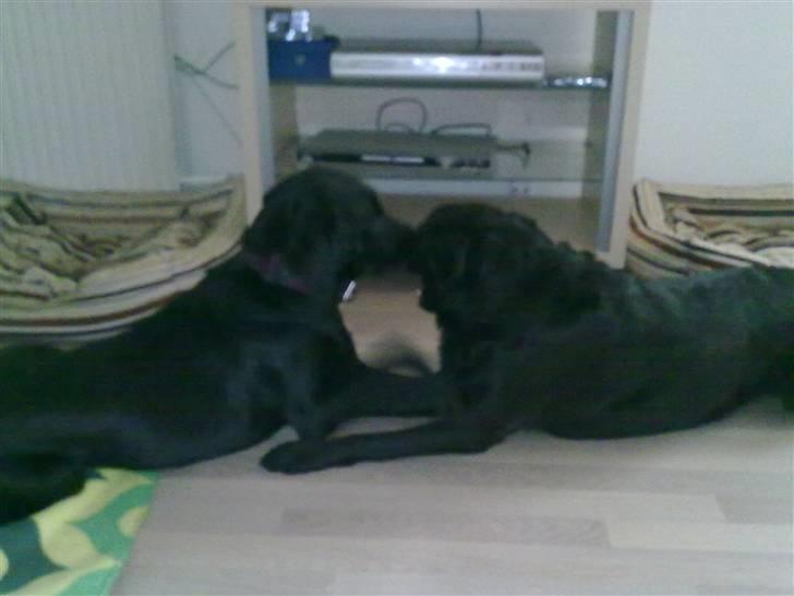 Blanding af racer Bølle - R.i.p <3 billede 9