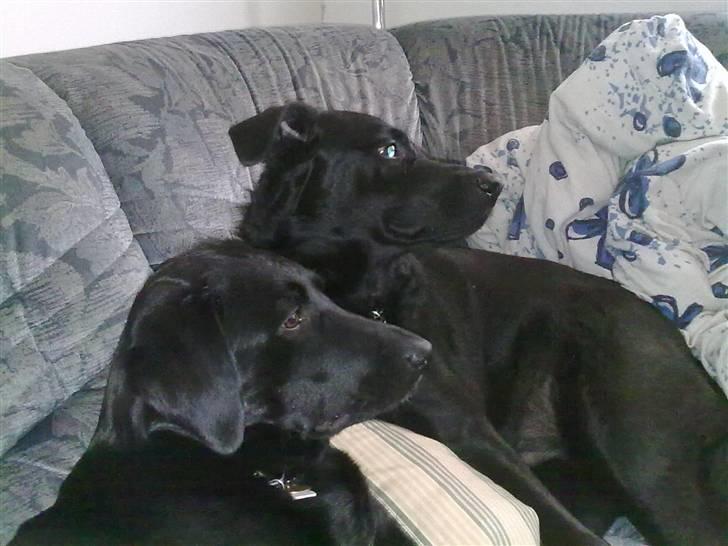 Blanding af racer Bølle - R.i.p <3 billede 11