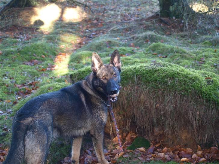 Schæferhund Team Otkjær's Aya billede 14