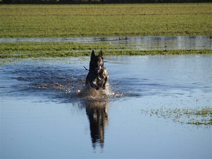 Schæferhund Team Otkjær's Aya - Godt med en "lille" vandpyt man kan dyppe fødderne i... billede 15