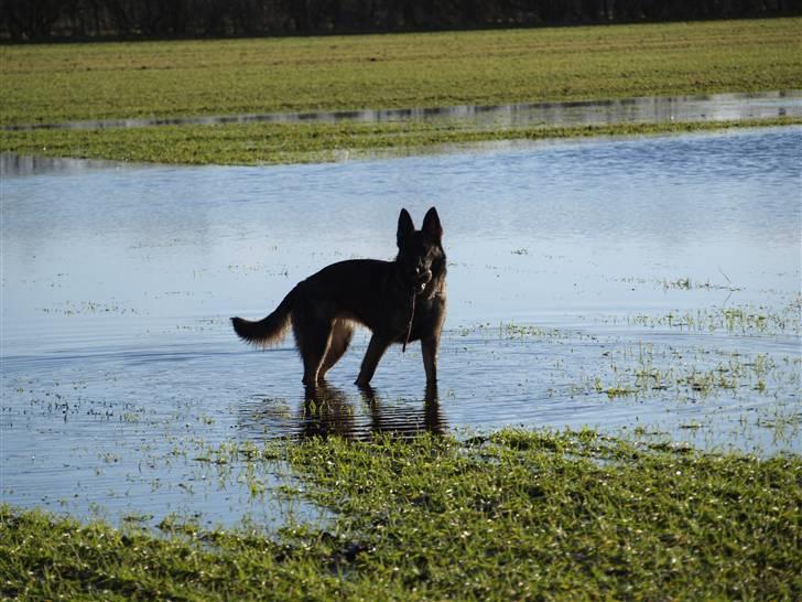 Schæferhund Team Otkjær's Aya billede 16