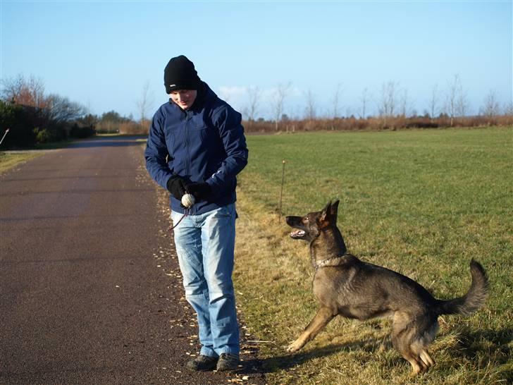 Schæferhund Team Otkjær's Aya - Far er bare den bedste til at kaste bold... mor er altså ret meget en "boldspasser" billede 17