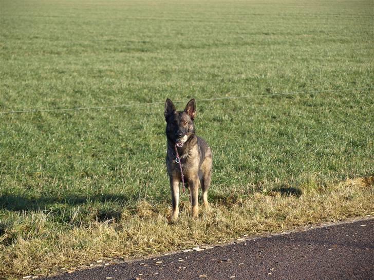 Schæferhund Team Otkjær's Aya billede 18