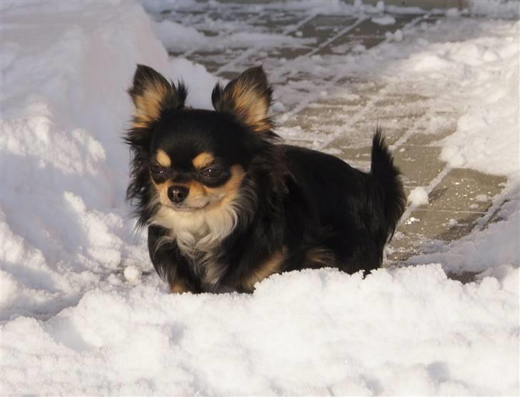 Chihuahua Bailey billede 15