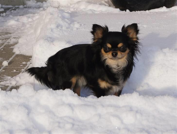 Chihuahua Bailey billede 16