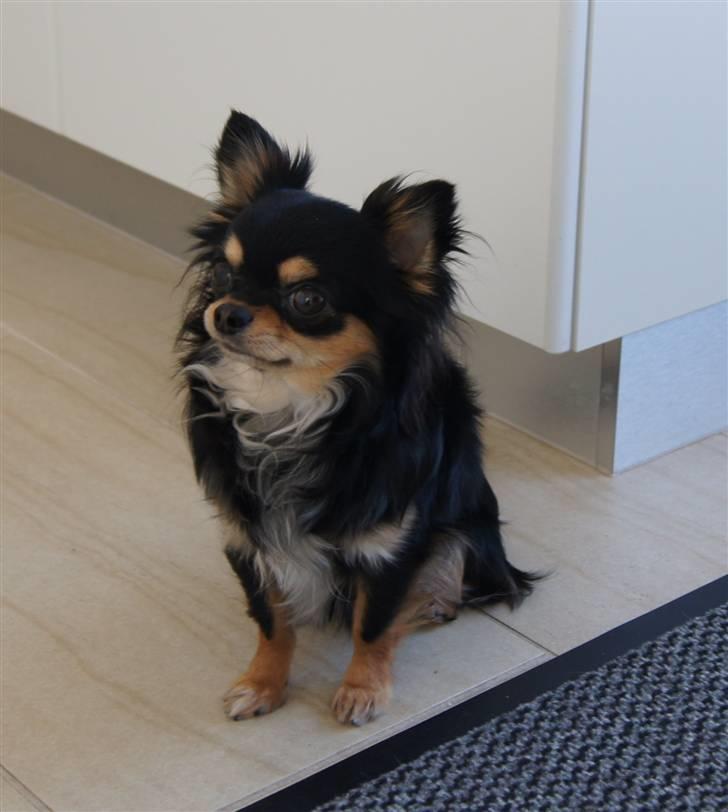 Chihuahua Bailey billede 17