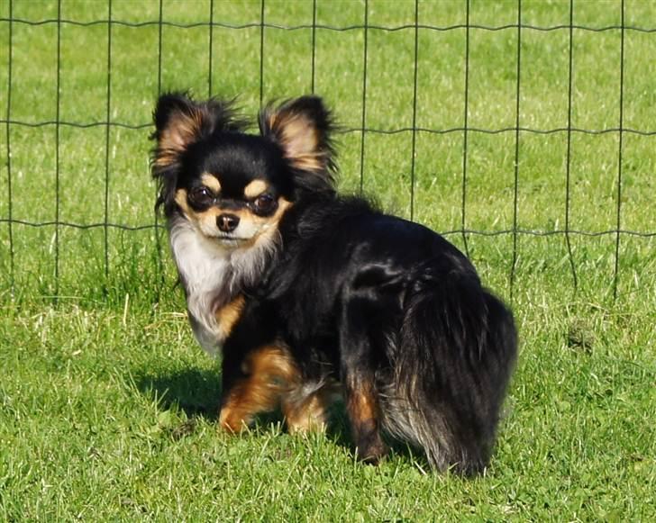 Chihuahua Bailey billede 2