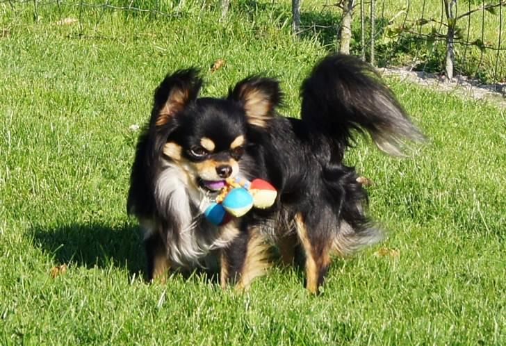 Chihuahua Bailey billede 3