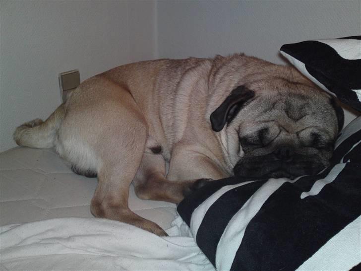 Mops Olsen billede 19