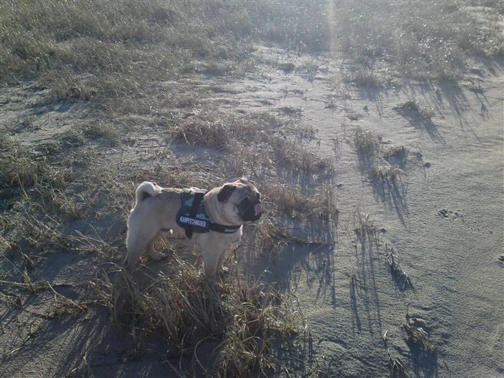 Mops Olsen billede 20