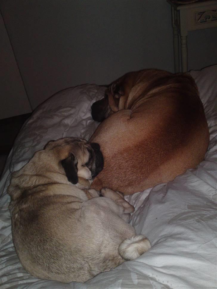 Shar pei Minya billede 11