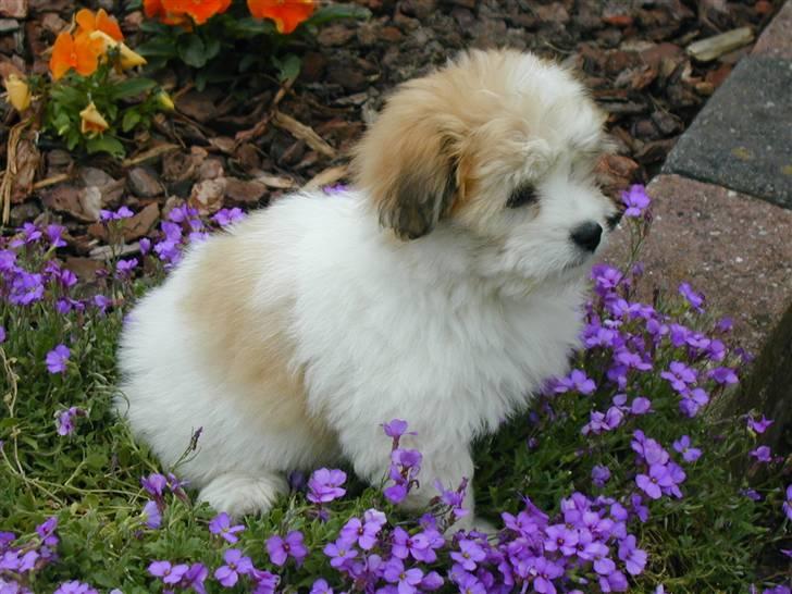 Coton de tulear BOBBI - bobbi 24 maj 2009 billede 3