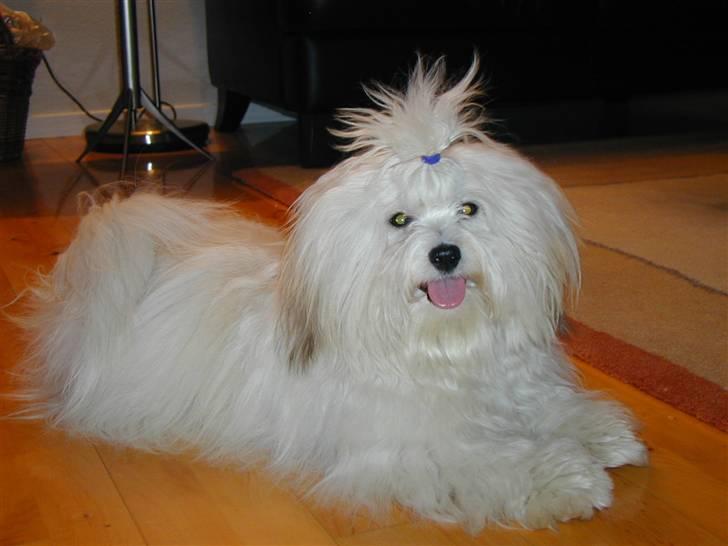 Coton de tulear BOBBI billede 4