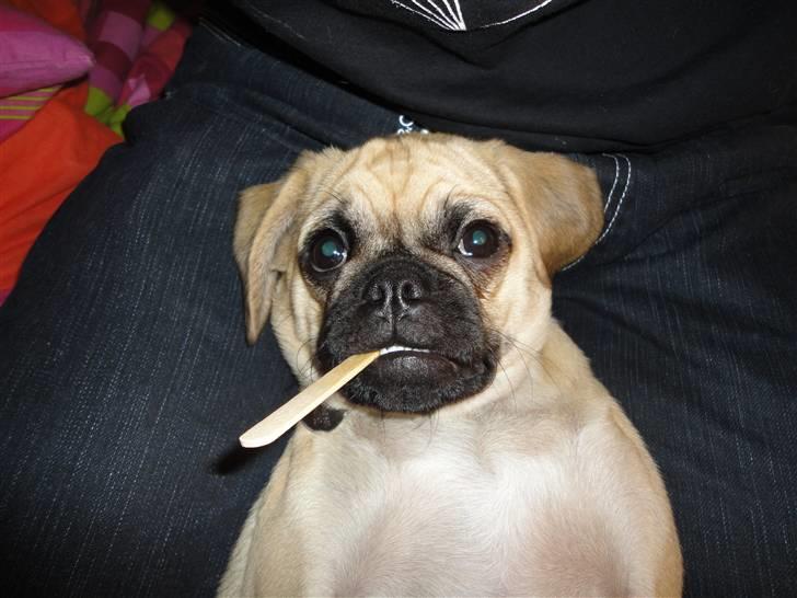 Blanding af racer Ziggi billede 8