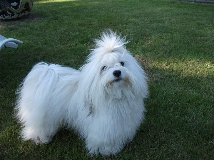 Coton de tulear BOBBI - bobbi 1 juli 2010 billede 5