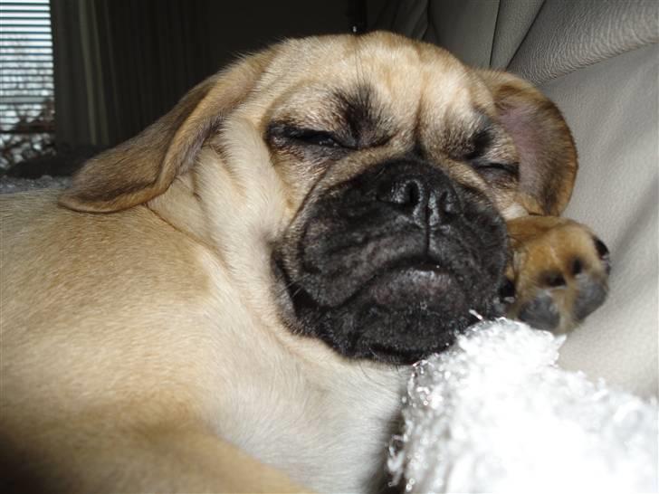 Blanding af racer Ziggi billede 9