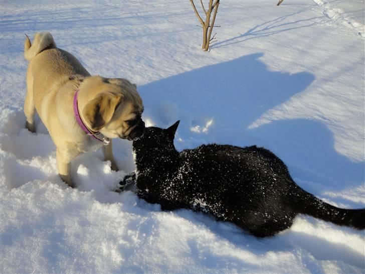 Blanding af racer Ziggi billede 10