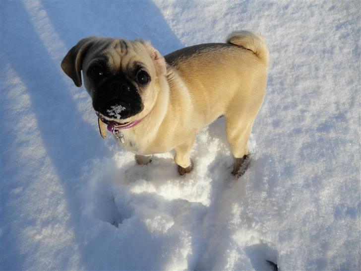 Blanding af racer Ziggi billede 11