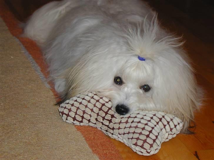 Coton de tulear BOBBI - bobbi 23 feb 2010 billede 6