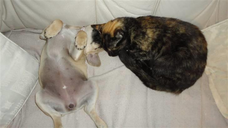 Blanding af racer Ziggi billede 12