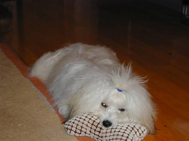 Coton de tulear BOBBI - bobbi 23 feb 2010 billede 7