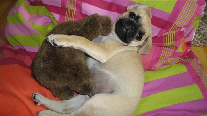 Blanding af racer Ziggi billede 13