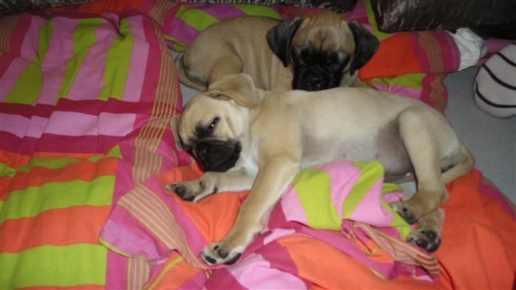 Blanding af racer Ziggi billede 14