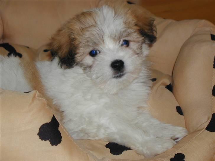 Coton de tulear BOBBI - bobbo 6 maj 2009 billede 8