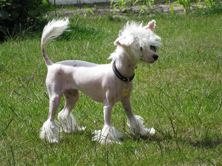 Chinese crested powder puff Chloé billede 1